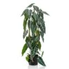 Emerald Alocasia Artificiel 75 Cm En Pot -Promos Botanisia Magasin 0205abb30325d5a0