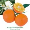 Mandarinier Chinois - Chinotto Bio Tailles:pot De 3 Litres, Hauteur 30/40 Cm -Promos Botanisia Magasin 083406711a7bc287