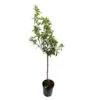 Amandier 'Lauranne'® : Gobelet 3 Ans Pot 1 Amandier 'Lauranne'® : Gobelet 3 Ans Pot -Promos Botanisia Magasin 1015038 1715251