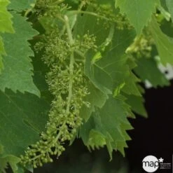 Vigne Variée : Pot 25L 11 Vigne Variée : Pot 25L -Promos Botanisia Magasin 1045083 1734520