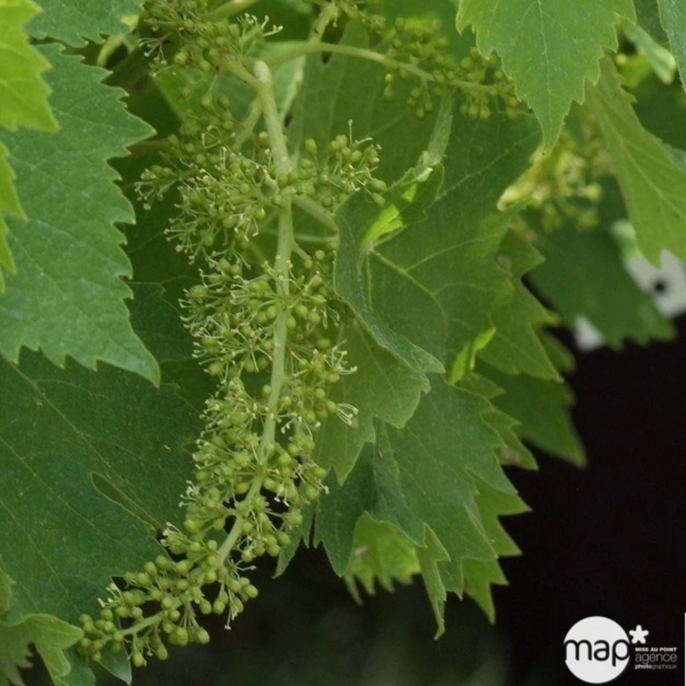 Vigne Variée : Pot 25L 7 Vigne Variée : Pot 25L – Image 5