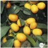 Kumquat Sur 1/4 Tige : Pot 2L -Promos Botanisia Magasin 1045106 002