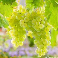 Vigne Variée : Pot 100L -Promos Botanisia Magasin 1056072 2115060 1