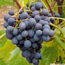 Vigne Variée : Pot 100L -Promos Botanisia Magasin 1056072 2115063 1