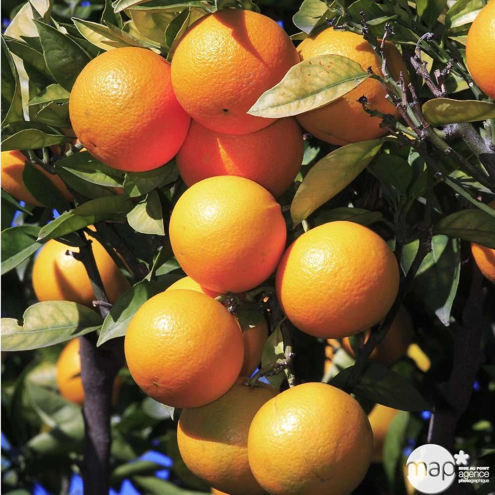 Oranger -20/25 - Pot 45L 4 Oranger -20/25 - Pot 45L – Image 2