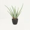 Aloe Vera Artificiel 35cm 1 Aloe Vera Artificiel 35cm -Promos Botanisia Magasin 1e1d7ccd2b430a73
