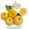 Lime Douce De Rome Bio Tailles:pot De 3 Litres, Hauteur 30/40 Cm -Promos Botanisia Magasin 200c4979051b7749