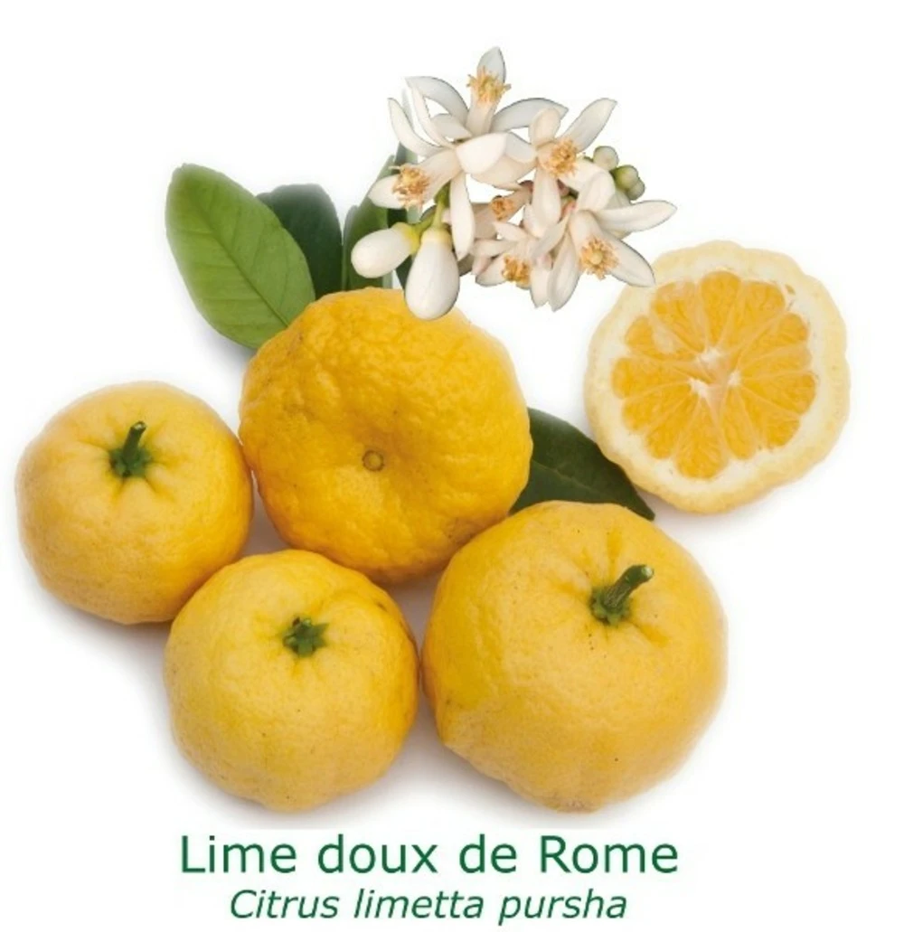 Lime Douce De Rome Bio Tailles:pot De 3 Litres, Hauteur 30/40 Cm 3 Lime Douce De Rome Bio Tailles:pot De 3 Litres, Hauteur 30/40 Cm