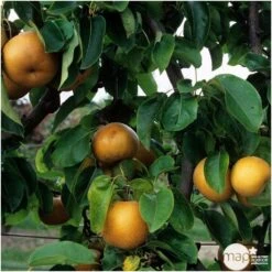 Nashi Nieiseiki : Gobelet Ctr 3 Ans D'âge -Promos Botanisia Magasin 229605 003