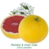 Pomelos A Chair Rose Bio Tailles:pot De 3 Litres, Hauteur 30/40 Cm -Promos Botanisia Magasin 2ed3940e2398882b