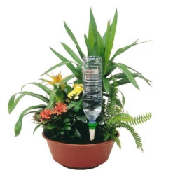 Cône D'Arrosage D'absence : Jardinière Violet - Pack 3+1 (gratuit) -Promos Botanisia Magasin 366821 004