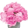 Pivoines 'Sarah Bernhardt' : Botte Fleurs Coupées -Promos Botanisia Magasin 367018 006