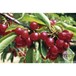 Cerisier Coeur De Pigeon : ½ Tige, 4-5 Ans, H 170-180 Cm 8 Cerisier Coeur De Pigeon : ½ Tige, 4-5 Ans, H 170-180 Cm -Promos Botanisia Magasin 37589 002