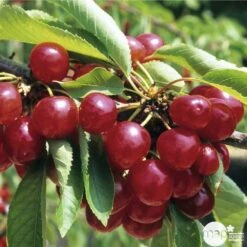 Cerisier Coeur De Pigeon : ½ Tige, 4-5 Ans, H 170-180 Cm 9 Cerisier Coeur De Pigeon : ½ Tige, 4-5 Ans, H 170-180 Cm -Promos Botanisia Magasin 37589 003