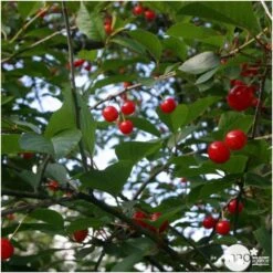 Cerisier Griotte Montmorency : ½ Tige, 4-5 Ans, H 170-180 Cm -Promos Botanisia Magasin 37611 006