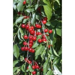 Cerisier Griotte Montmorency : ½ Tige, 4-5 Ans, H 170-180 Cm -Promos Botanisia Magasin 37611 009