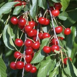 Cerisier Griotte Montmorency : ½ Tige, 4-5 Ans, H 170-180 Cm -Promos Botanisia Magasin 37611 010