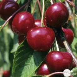 Cerisier Griotte De Montmorency : Gobelet 3 Ans D'âge Ctr 12 Litres -Promos Botanisia Magasin 37613 005