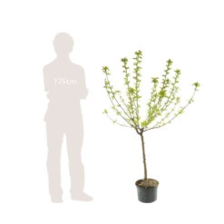 Cerisier Bigarreau Moreau : Gobelet 3 Ans D'âge Ctr 12 Litres 9 Cerisier Bigarreau Moreau : Gobelet 3 Ans D'âge Ctr 12 Litres -Promos Botanisia Magasin 37620 005