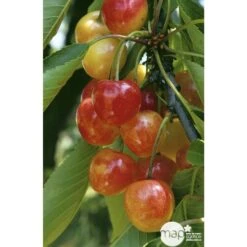 Cerisier Bigarreau Napoléon : Gobelet 3 Ans D'âge Ctr 12 Litres -Promos Botanisia Magasin 37627 004