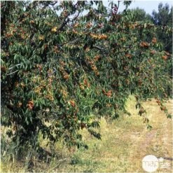 Cerisier Bigarreau Napoléon : Gobelet 3 Ans D'âge Ctr 12 Litres -Promos Botanisia Magasin 37627 007