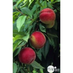 Pêcher à Chair Blanche Amsden : Demi Tige Ctr 15 Litres -Promos Botanisia Magasin 37642 002