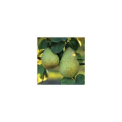 Poirier Beurré Hardy : Gobelet 3 Ans D'âge Ctr 12 Litres -Promos Botanisia Magasin 37673 003