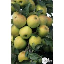 Pommier Golden Delicious : Gobelet 3 Ans D'âge Ctr 12 Litres -Promos Botanisia Magasin 37730 003