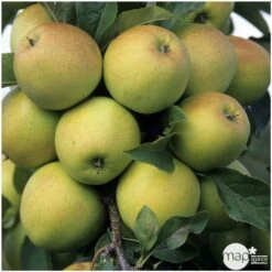 Pommier Golden Delicious : Gobelet 3 Ans D'âge Ctr 12 Litres -Promos Botanisia Magasin 37730 004