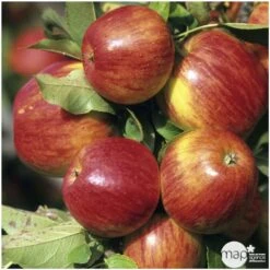 Pommier Jonagold : Gobelet 3 Ans D'âge Ctr 12 Litres -Promos Botanisia Magasin 37759 004