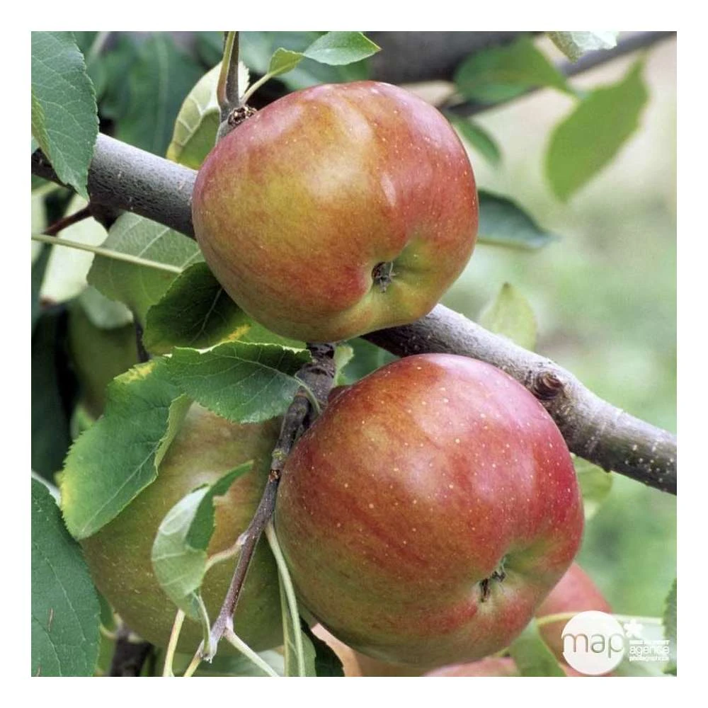 Pommier Melrose : ½ Tige, 4-5 Ans, H 170-180 Cm 7 Pommier Melrose : ½ Tige, 4-5 Ans, H 170-180 Cm – Image 5