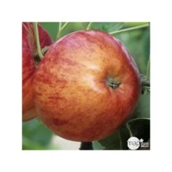 Pommier Reine Des Reinettes : Gobelet 3 Ans D'âge Ctr 12 Litres -Promos Botanisia Magasin 37779 004