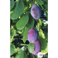 Prunier Quetsche D'Alsace : ½ Tige, 4-5 Ans, H 170-180 Cm -Promos Botanisia Magasin 37821 002