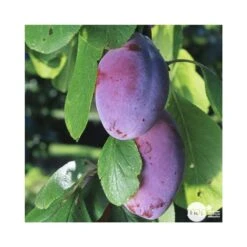 Prunier Quetsche D'Alsace : ½ Tige, 4-5 Ans, H 170-180 Cm -Promos Botanisia Magasin 37821 003