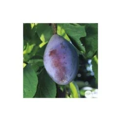 Prunier Quetsche D'Alsace : ½ Tige, 4-5 Ans, H 170-180 Cm -Promos Botanisia Magasin 37821 005