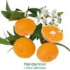 Mandarinier Bio Tailles:pot De 3 Litres, Hauteur 30/40 Cm -Promos Botanisia Magasin 3b50179d2647d97b