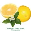 Pomelos A Chair Jaune Bio Tailles:pot De 3 Litres, Hauteur 30/40 Cm -Promos Botanisia Magasin 41612e67e5322872