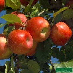 Pommier Ariane : Gobelet 3 Ans D'âge -Promos Botanisia Magasin 427320 001