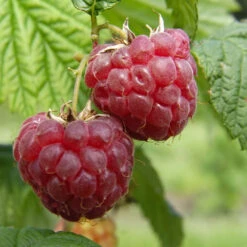 Framboisier 'Glen Ample' Bio : Pot De 3 Litres -Promos Botanisia Magasin 492120 001