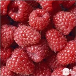 Promos Botanisia Magasin -Promos Botanisia Magasin 492120 002 1