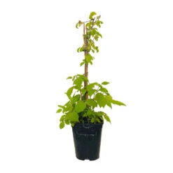 Framboisier 'Glen Ample' Bio : Pot De 3 Litres -Promos Botanisia Magasin 492120 004