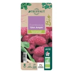 Framboisier 'Glen Ample' Bio : Pot De 3 Litres -Promos Botanisia Magasin 492120 006
