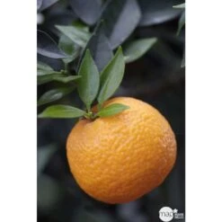 Bergamotier:AB Conteneur 3 Litres -Promos Botanisia Magasin 493514 001