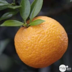 Bergamotier:AB Conteneur 3 Litres -Promos Botanisia Magasin 493514 002