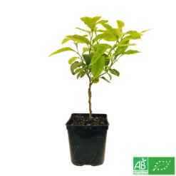 Bergamotier:AB Conteneur 3 Litres -Promos Botanisia Magasin 493514 006