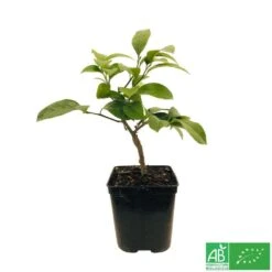 Citronnier Meyer:AB Conteneur 3 Litres -Promos Botanisia Magasin 493531 005