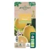 Citronnier Meyer:AB Conteneur 3 Litres -Promos Botanisia Magasin 493531 008