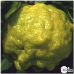 Combava AB :conteneur 3 Litres -Promos Botanisia Magasin 493533 004