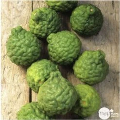 Combava AB :conteneur 3 Litres -Promos Botanisia Magasin 493533 005