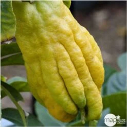 Main De Bouddah:AB Conteneur 3 Litres -Promos Botanisia Magasin 493536 001